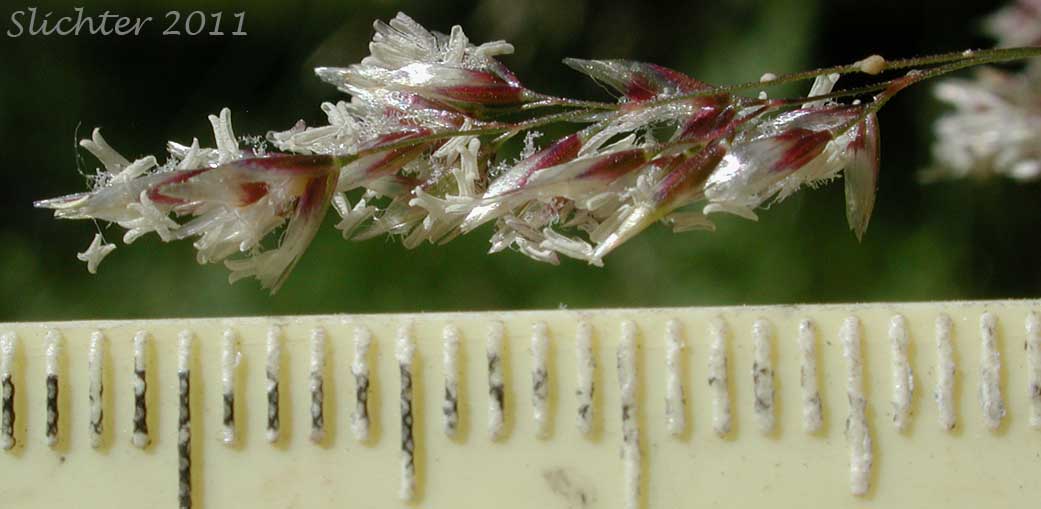 Portion of the panicle of Unidentified Grass #2
