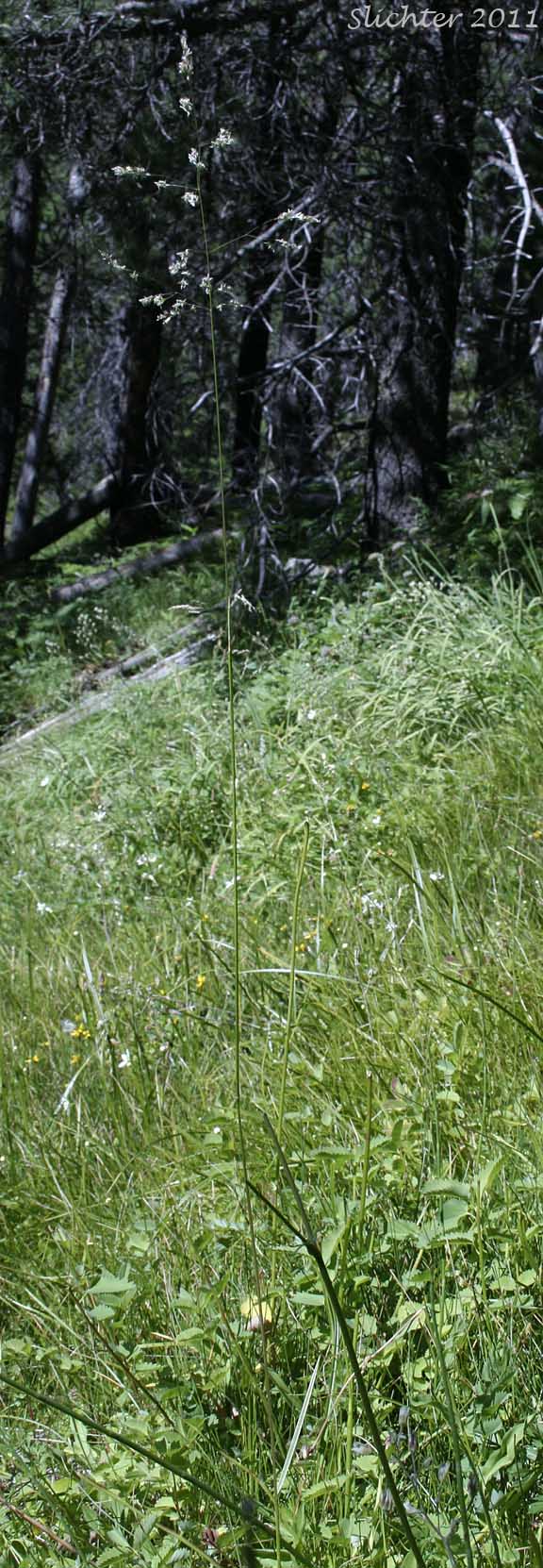 Unidentified Grass #2