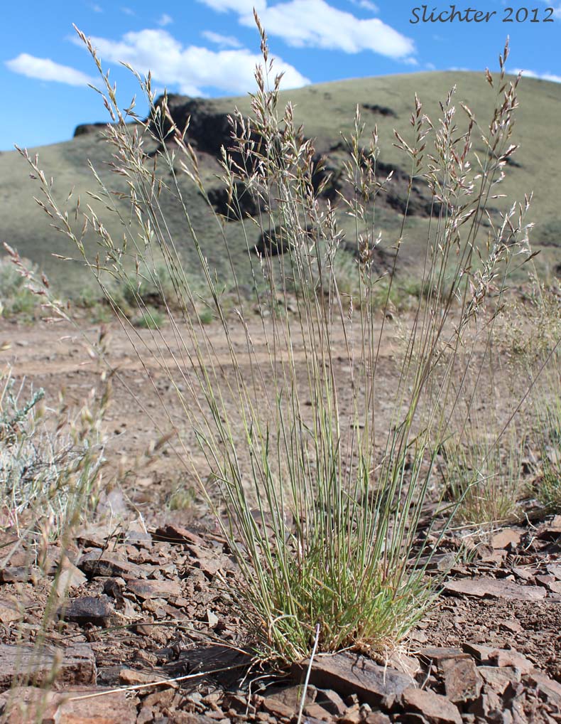 Unidentified Grass #21