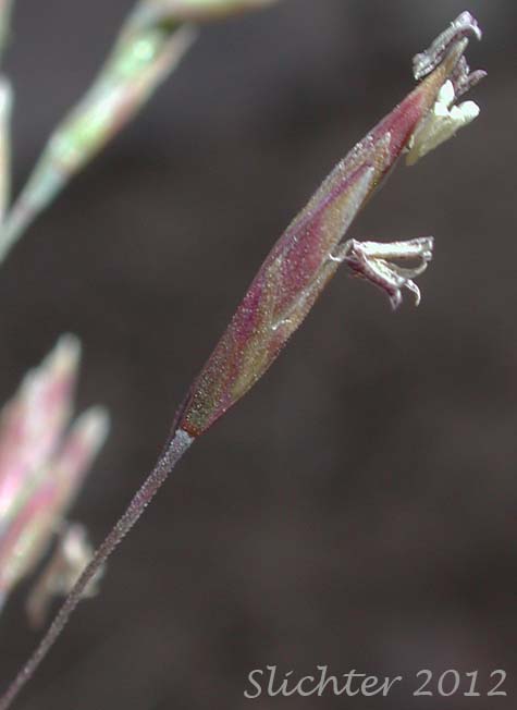 Unidentified Grass #21