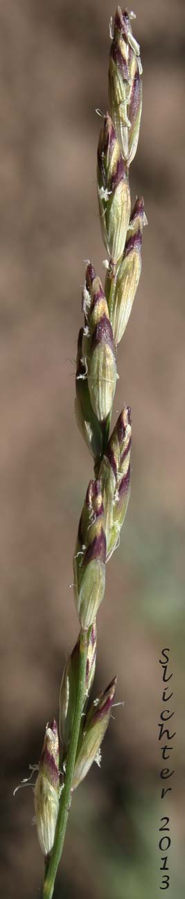 Inflorescence of Unidentified Grass #22: Melica sp.?