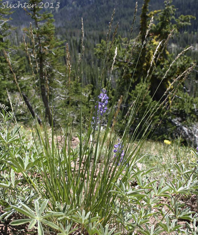 Unidentified Grass #22: Melica sp.?