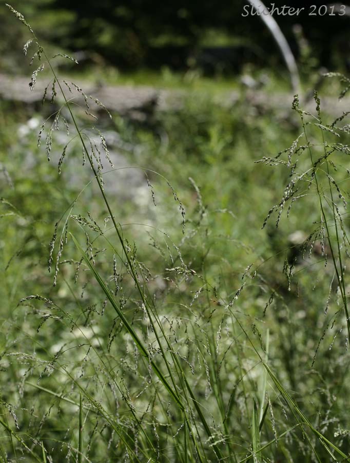 Unidentified Grass #23: Glyceria sp.?