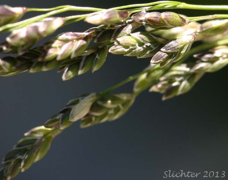 Unidentified Grass #23: Glyceria sp.?