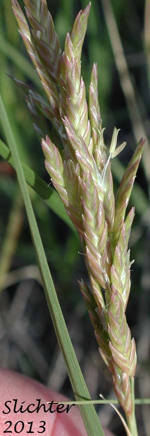 Unidentified central Washington Grass #24
