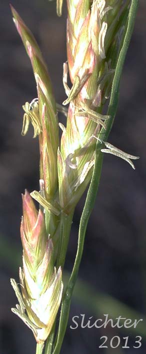 Unidentified central Washington Grass #24