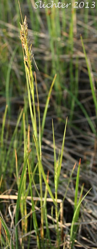 Unidentified central Washington Grass #24