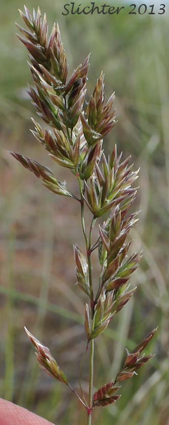 Unidentified Grass #26: Poa sp.?