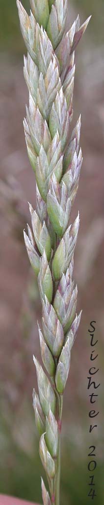 Inflorescence of Unidentified Grass #27: Poa sp.?