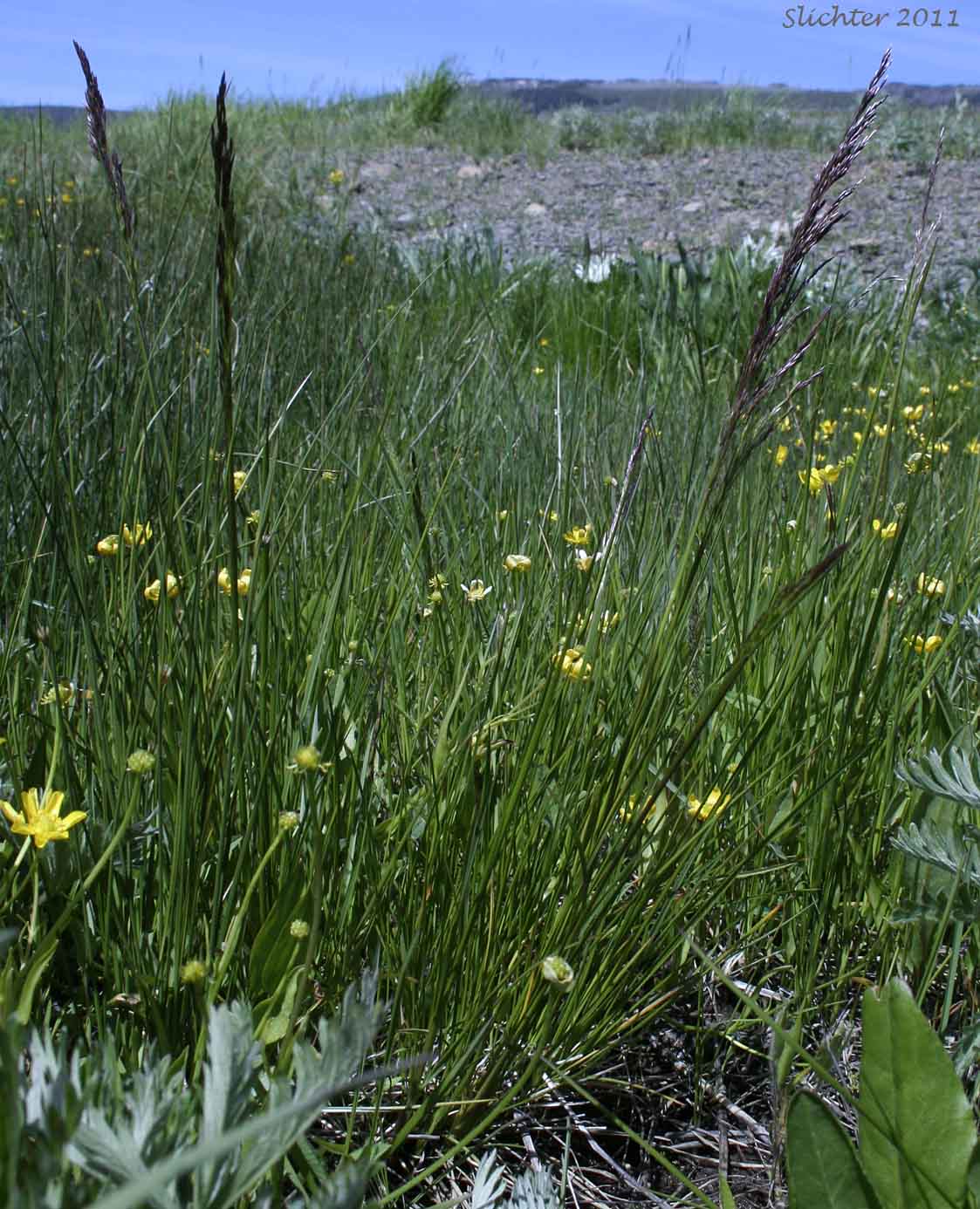 Unidentified grass #3