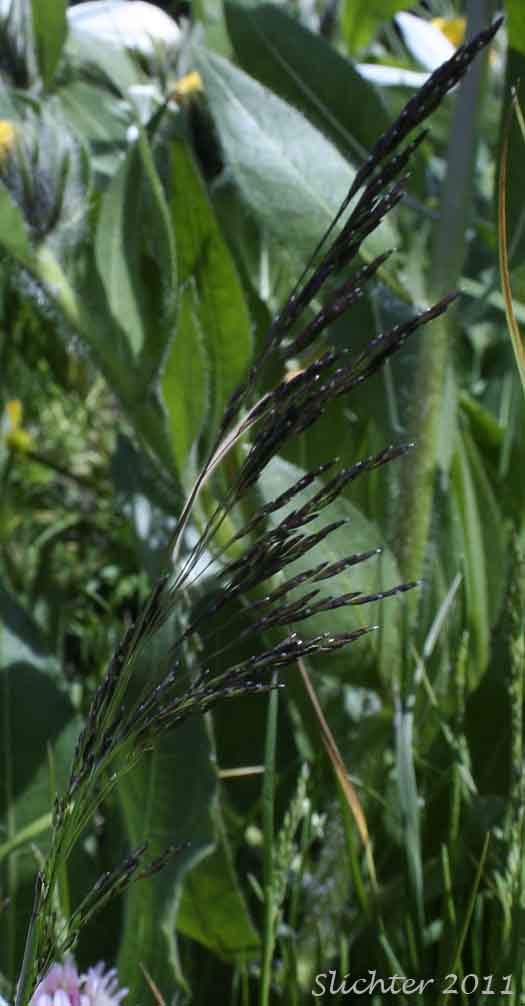 Inflorescence of Unidentified grass #3