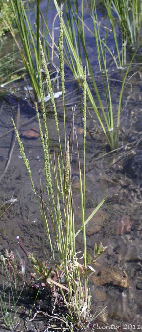 Unidentified grass #4
