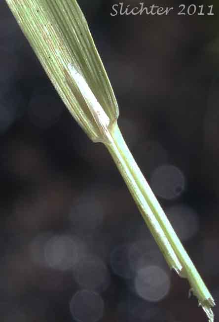 Ligule of unidentified grass #4
