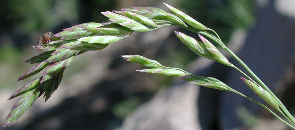 Close-up of the inflorescence of unidentified grass #5