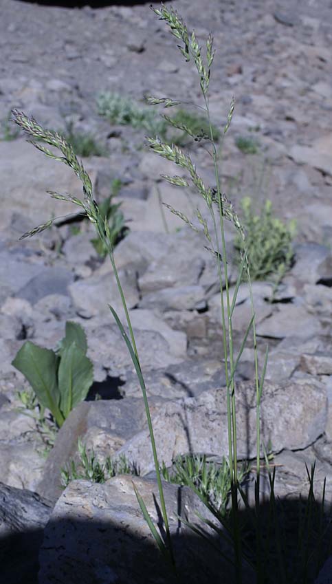 Unidentified Grass #5
