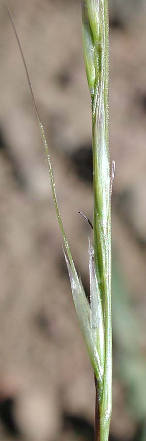 Close-up of the inflorescence of Unidentified grass #6