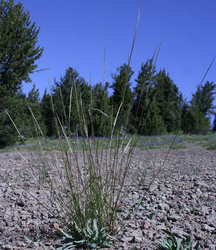 Unidentified grass #6