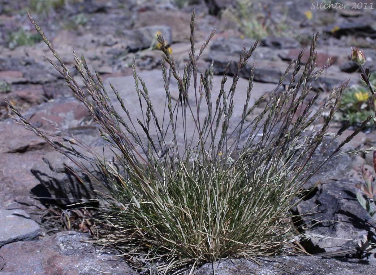 Unidentified grass #7