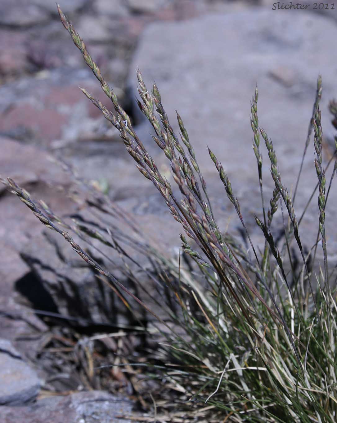 Unidentified grass #7