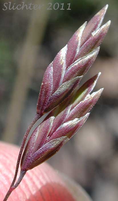 Close-up of the spikelets of unidentified grass #8