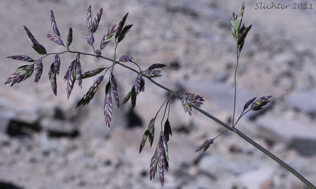 Close-up of the inflorescence of Unidentified grass #8 growing on a steep, gravel and talus slope along the Onion Creek Trail high on the east side of Strawberry Mountain, Strawberry Mountain Wilderness.......August 18, 2011.