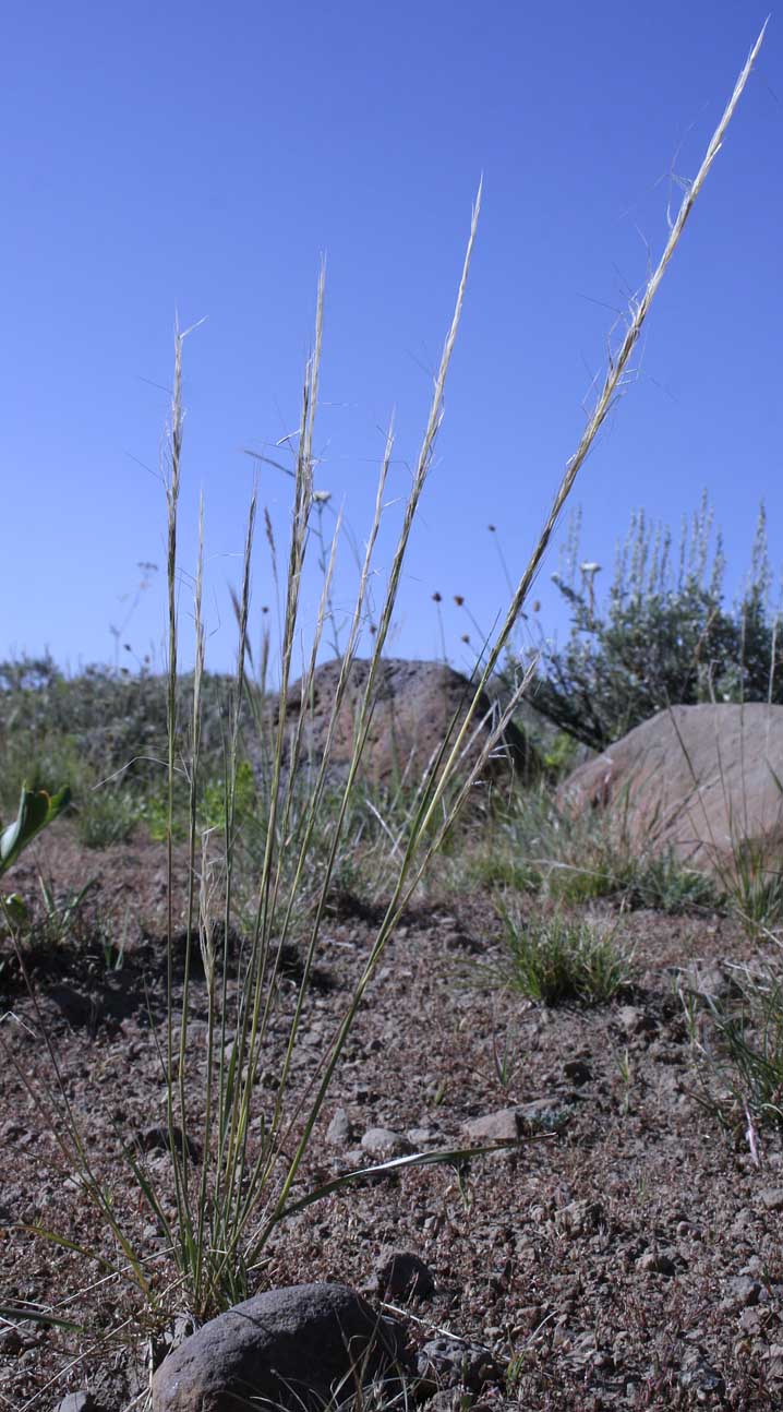 Unidentified grass #9