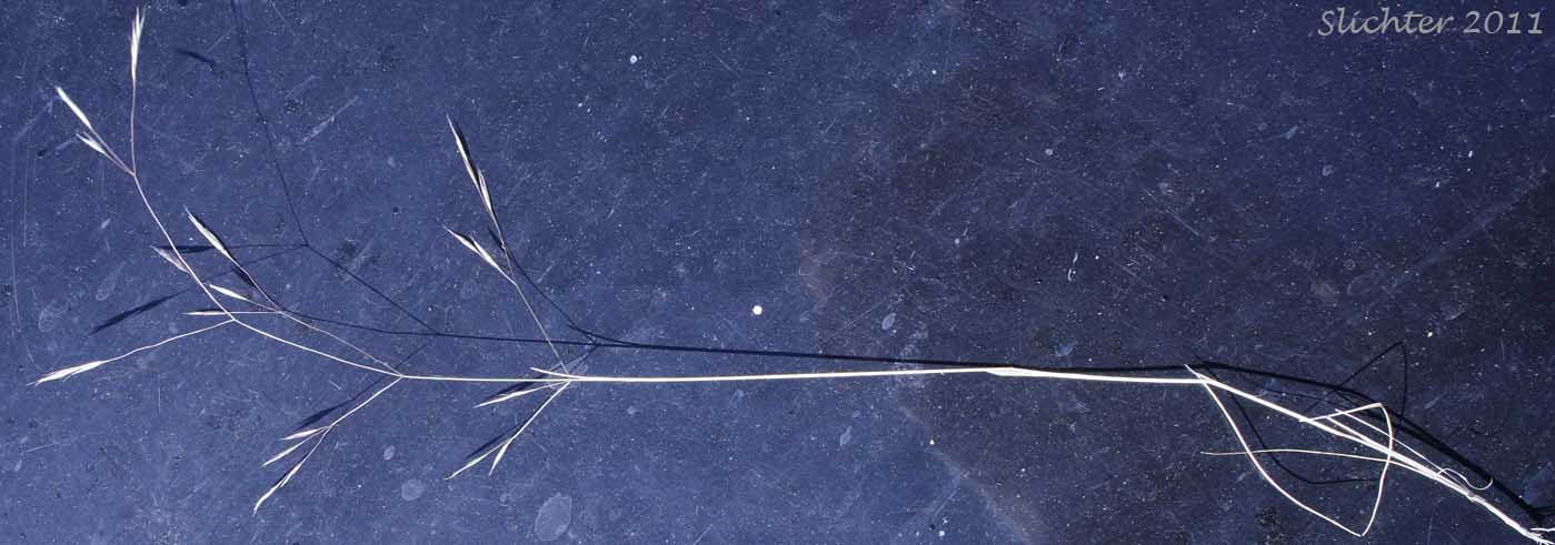 North Africa Grass, Ventenata, Voodoo Grass: Ventenata dubia (Synonyms: Avena dubia, Ventenata avenacea)
