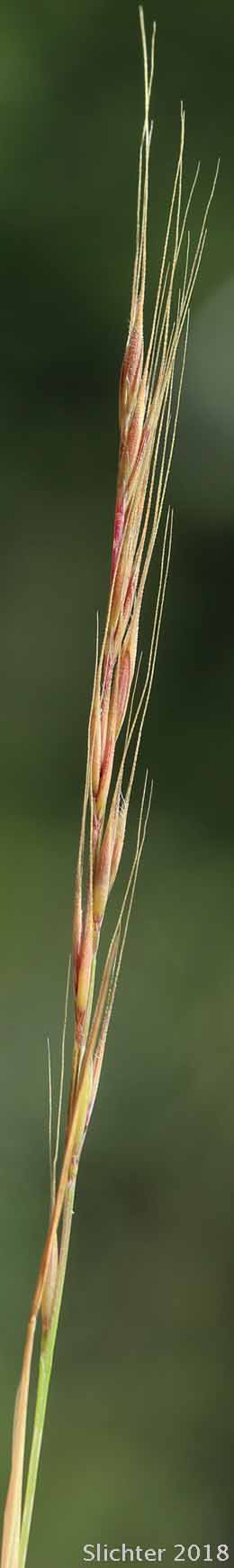 Inflorescence of Foxtail Fescue, Rat-tail Fescue, Rat-tail Six-weeks Grass: Vulpia myuros (Synonyms: Festuca megalura, Festuca megalura var. hirsuta, Festuca myuros, Vulpia megalura, Vulpia myuros var. hirsuta, Vulpia myuros var. myuros)