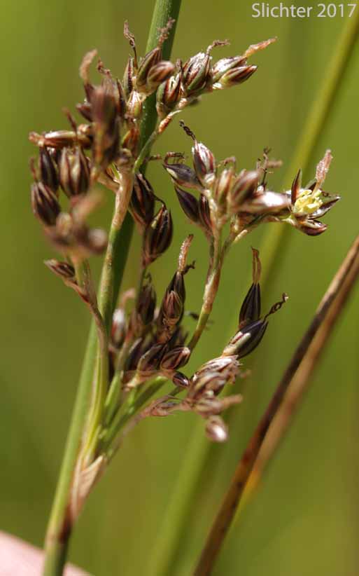 Arctic Rush, Baltic Rush, Dark Baltic Rush: Juncus balticus ssp. ater (Synonyms: Juncus arcticus, Juncus balticus ssp. balticus, Juncus balticus var. balticus, Juncus balticus ssp. cascadensis, Juncus balticus var. littoralis, Juncus balticus ssp. littoralis, Juncus balticus var. montanus, Juncus balticus ssp. occidentalis, Juncus balticus var. vallicola)