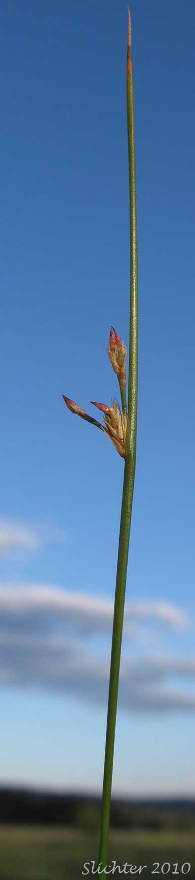 Arctic Rush, Baltic Rush, Dark Baltic Rush: Juncus balticus ssp. ater (Synonyms: Juncus arcticus, Juncus balticus ssp. balticus, Juncus balticus var. balticus, Juncus balticus ssp. cascadensis, Juncus balticus var. littoralis, Juncus balticus ssp. littoralis, Juncus balticus var. montanus, Juncus balticus ssp. occidentalis, Juncus balticus var. vallicola)