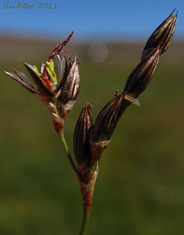 Close-up of the flower of Arctic Rush, Baltic Rush, Dark Baltic Rush: Juncus balticus ssp. ater (Synonyms: Juncus arcticus, Juncus balticus ssp. balticus, Juncus balticus var. balticus, Juncus balticus ssp. cascadensis, Juncus balticus var. littoralis, Juncus balticus ssp. littoralis, Juncus balticus var. montanus, Juncus balticus ssp. occidentalis, Juncus balticus var. vallicola)