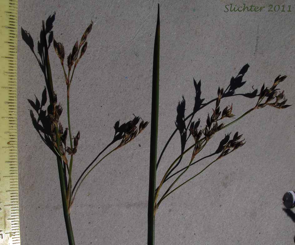 Inflorescence of Arctic Rush, Baltic Rush, Dark Baltic Rush: Juncus balticus ssp. ater (Synonyms: Juncus arcticus, Juncus balticus ssp. balticus, Juncus balticus var. balticus, Juncus balticus ssp. cascadensis, Juncus balticus var. littoralis, Juncus balticus ssp. littoralis, Juncus balticus var. montanus, Juncus balticus ssp. occidentalis, Juncus balticus var. vallicola)