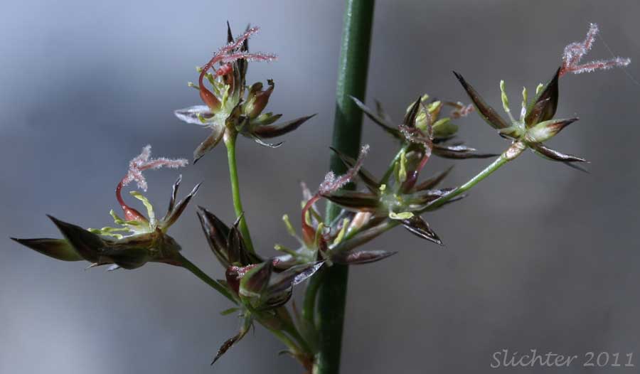 Inflorescence of Arctic Rush, Baltic Rush, Dark Baltic Rush: Juncus balticus ssp. ater (Synonyms: Juncus arcticus, Juncus balticus ssp. balticus, Juncus balticus var. balticus, Juncus balticus ssp. cascadensis, Juncus balticus var. littoralis, Juncus balticus ssp. littoralis, Juncus balticus var. montanus, Juncus balticus ssp. occidentalis, Juncus balticus var. vallicola)