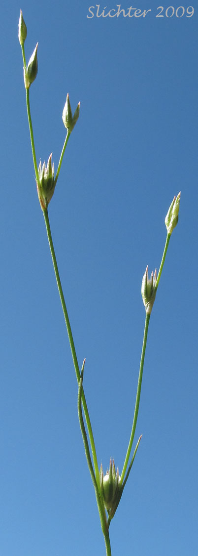 Inflorescence of Toad Rush: Juncus bufonius (Synonyms: Juncus bufonius var. bufonius, Juncus bufonius var. congestus, Juncus bufonius var. halophilus, Juncus bufonius var. occidentalis, Juncus sphaerocarpus)