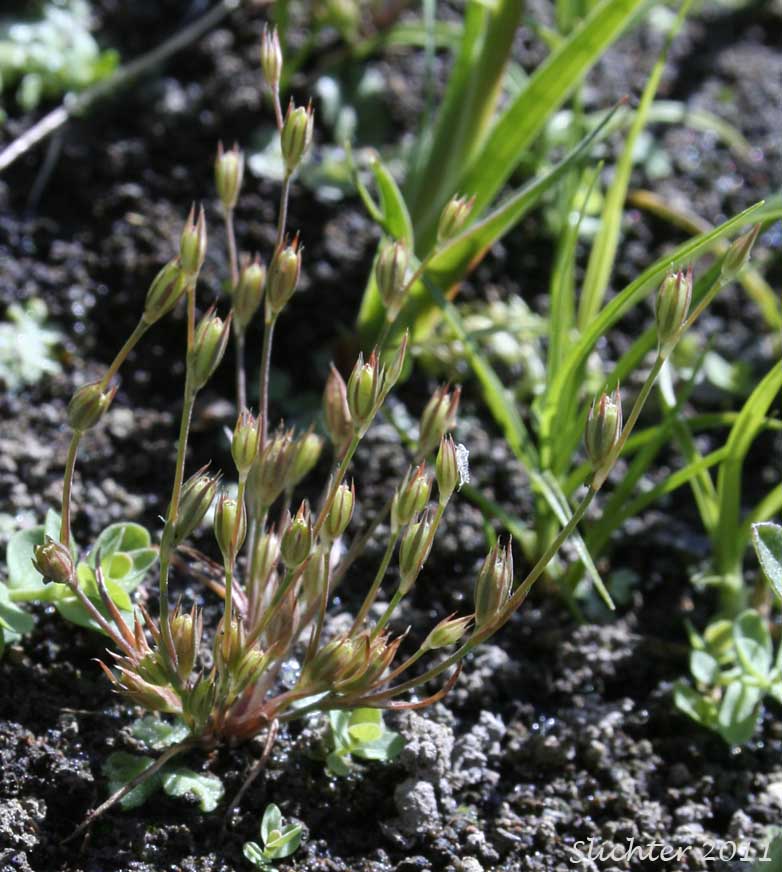 Toad Rush: Juncus bufonius (Synonyms: Juncus bufonius var. bufonius, Juncus bufonius var. congestus, Juncus bufonius var. halophilus, Juncus bufonius var. occidentalis, Juncus sphaerocarpus)