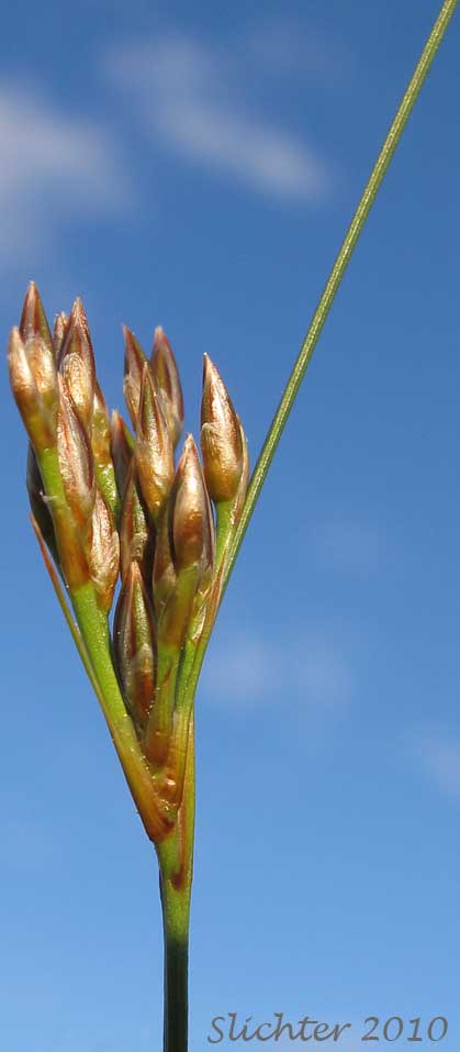 Colorado Rush: Juncus confusus (Synonym: Juncus exilis)