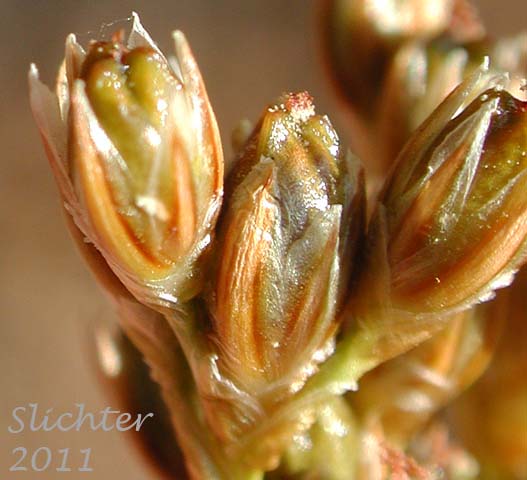 Close-up of the inflorescence of Colorado Rush: Juncus confusus (Synonym: Juncus exilis)