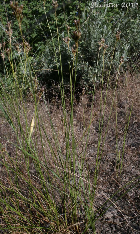Colorado Rush: Juncus confusus (Synonym: Juncus exilis)