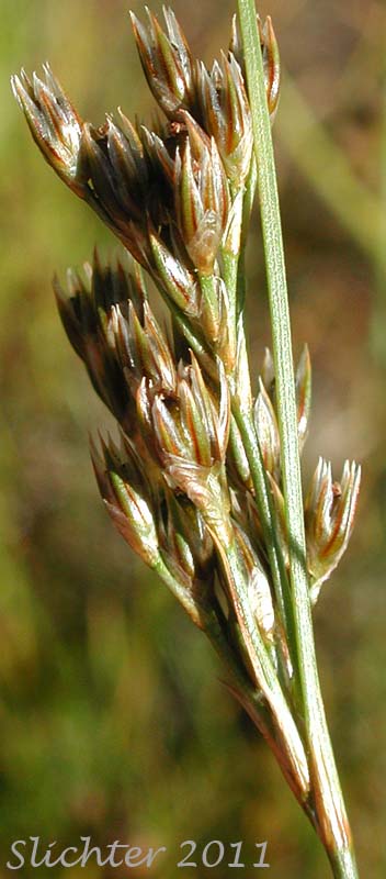 Colorado Rush: Juncus confusus (Synonym: Juncus exilis)