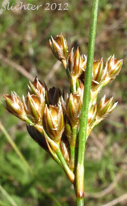 Close-up of the inflorescence of Colorado Rush: Juncus confusus (Synonym: Juncus exilis)