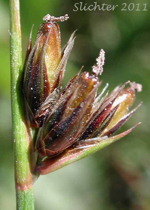 Drummond's Rush, Threeflower Rush: Juncus drummondii (Synonyms: Juncus compressus var. subtriflorus, Juncus drummondii var. drummondii, Juncus drummondii var. longifructus, Juncus drummondii ssp. subtriflorus, Juncus drummondii var. subtriflorus, Juncus pauperculus, Juncus subtriflorus)