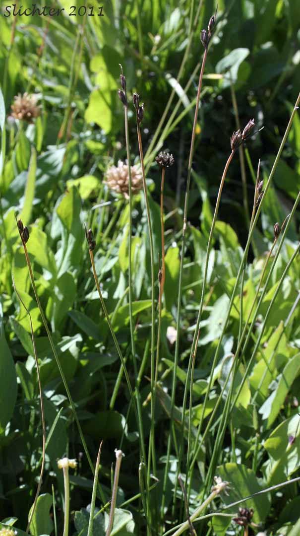 Drummond's Rush, Threeflower Rush: Juncus drummondii (Synonyms: Juncus compressus var. subtriflorus, Juncus drummondii var. drummondii, Juncus drummondii var. longifructus, Juncus drummondii ssp. subtriflorus, Juncus drummondii var. subtriflorus, Juncus pauperculus, Juncus subtriflorus)