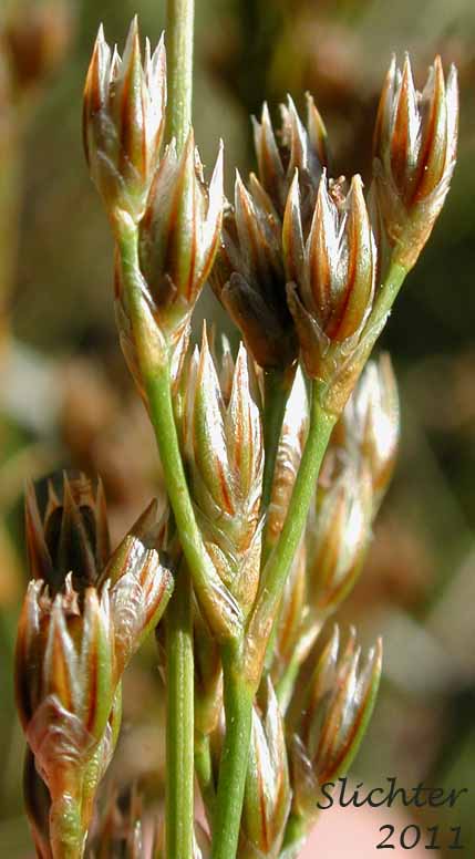 Close-up of the inflorescence of Drummond's Rush, Threeflower Rush: Juncus drummondii (Synonyms: Juncus compressus var. subtriflorus, Juncus drummondii var. drummondii, Juncus drummondii var. longifructus, Juncus drummondii ssp. subtriflorus, Juncus drummondii var. subtriflorus, Juncus pauperculus, Juncus subtriflorus)