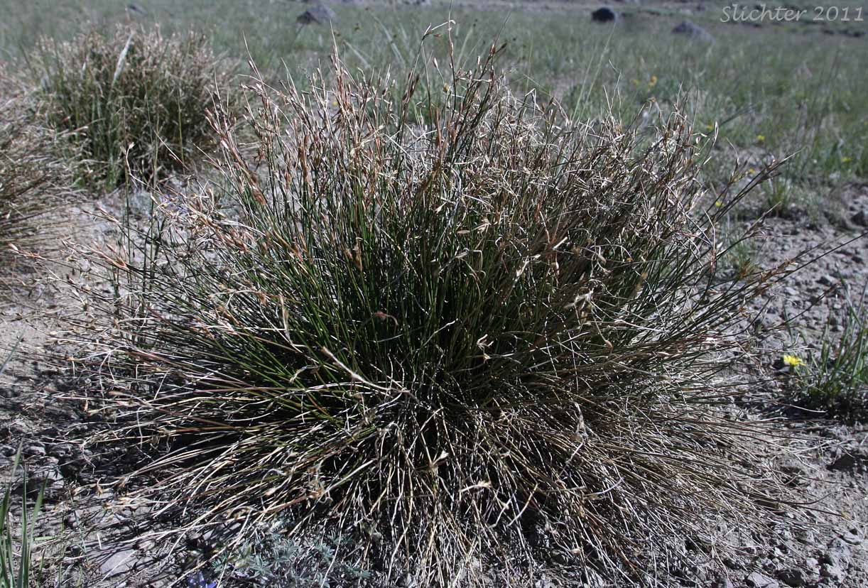 Drummond's Rush, Threeflower Rush: Juncus drummondii (Synonyms: Juncus compressus var. subtriflorus, Juncus drummondii var. drummondii, Juncus drummondii var. longifructus, Juncus drummondii ssp. subtriflorus, Juncus drummondii var. subtriflorus, Juncus pauperculus, Juncus subtriflorus)