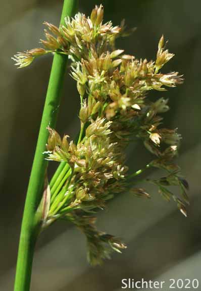 Soft Rush: Juncus effusus ssp. effusus (Synonyms: Juncus effusus var. compactus, Juncus effusus var. effusus, Juncus effusus var. subglomeratus)