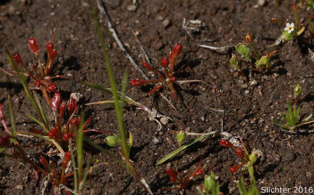 Least Rush, Center Basin Rush: Juncus hemiendytus var. abjectus (Synonym: Juncus abjectus)