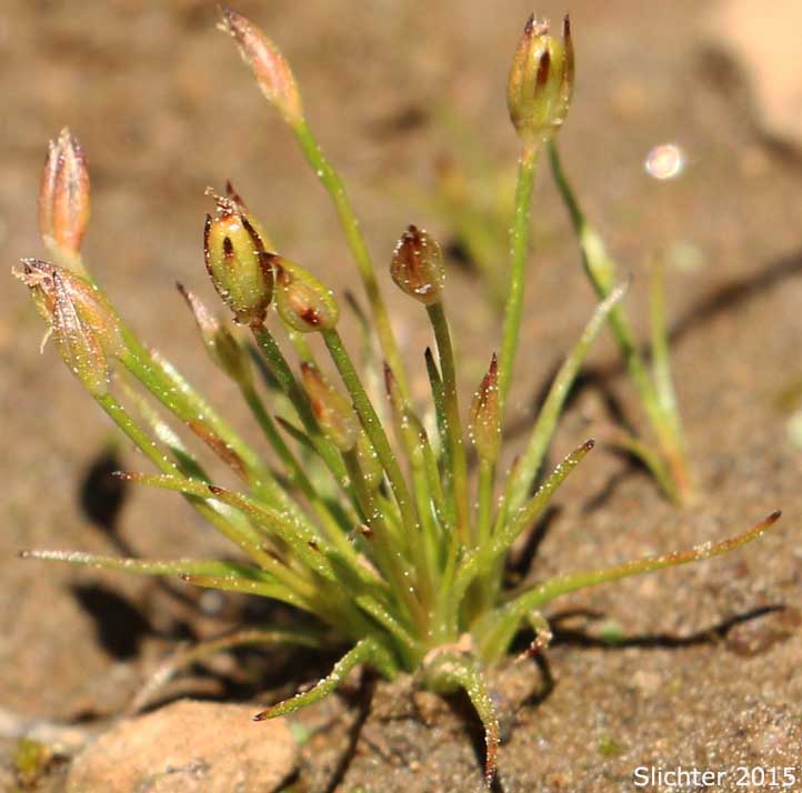 Dwarf Rush: Juncus hemiendytus var. hemiendytus