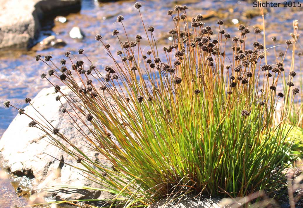 Merten's Rush: Juncus mertensianus (Synonyms: Juncus duranii, Juncus mertensianus var. duranii, Juncus mertensianus var. filifolius, Juncus slwookoorum)