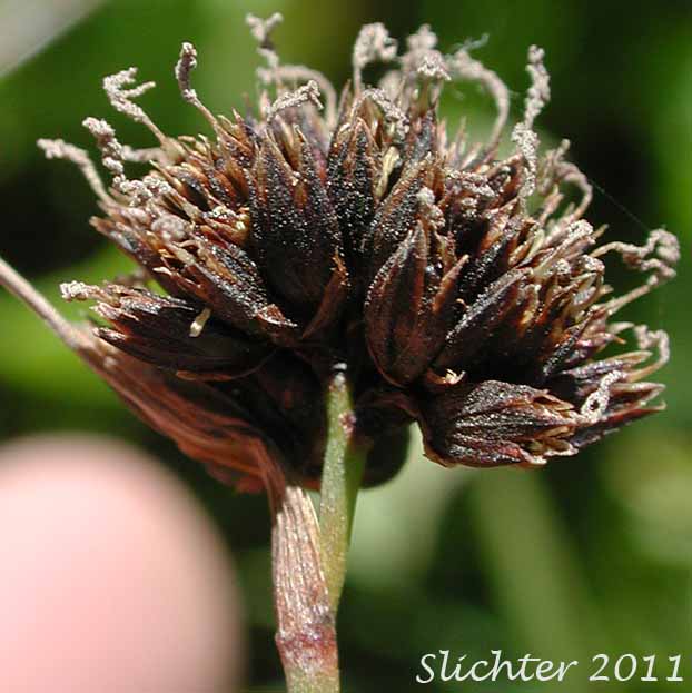 Close-up of the inflorescence of Merten's Rush: Juncus mertensianus (Synonyms: Juncus duranii, Juncus mertensianus var. duranii, Juncus mertensianus var. filifolius, Juncus slwookoorum)