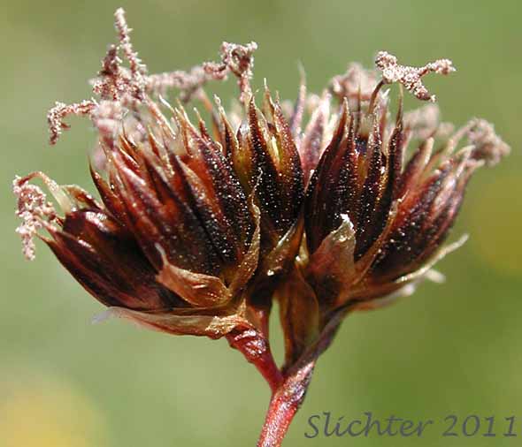 Merten's Rush: Juncus mertensianus (Synonyms: Juncus duranii, Juncus mertensianus var. duranii, Juncus mertensianus var. filifolius, Juncus slwookoorum)